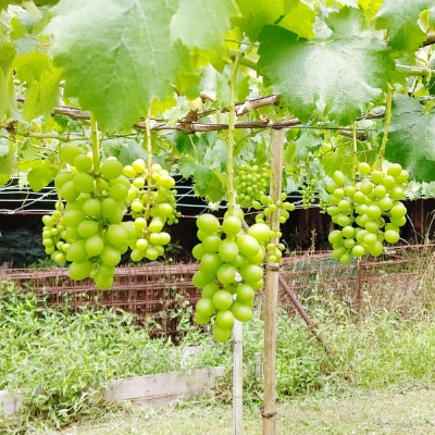 幸田町産 露地栽培ぶどう 「シャインマスカット(種なし)」 3房 ※2026年8月中旬頃～発送