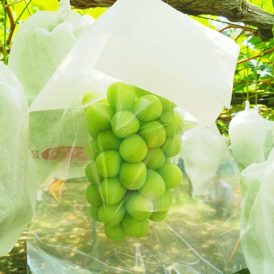 幸田町産 露地栽培ぶどう 「シャインマスカット(種なし)」 3房 ※2026年8月中旬頃～発送