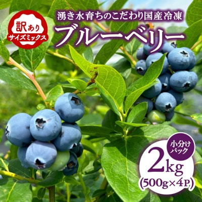 【訳あり2kg】湧き水育ちの国産冷凍ブルーベリー(500g×4パック)農家直送※2026年6月～発送