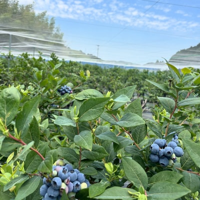 【訳あり2kg】湧き水育ちの国産冷凍ブルーベリー(500g×4パック)農家直送※2026年6月～発送