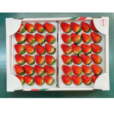 2025年2月より順次発送　いちごの里BerryGoodのきらぴ香　約280g×2パック