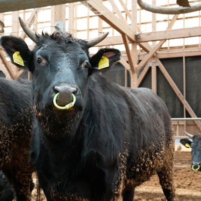 宍粟牛ステーキセット(約1000g)　F8