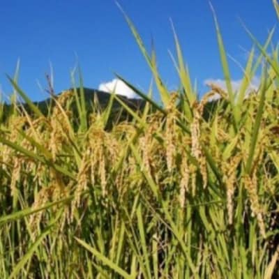 【令和7年産】しそうのおいしい お米 キヌヒカリ 玄米 30kg I4