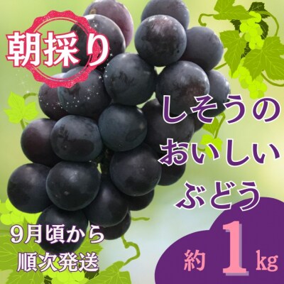 【令和8年産　先行受付】しそうのおいしい　ぶどう　約1Kg　I6