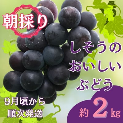 【令和8年産　先行受付】しそうのおいしいぶどう　約2Kg　I7