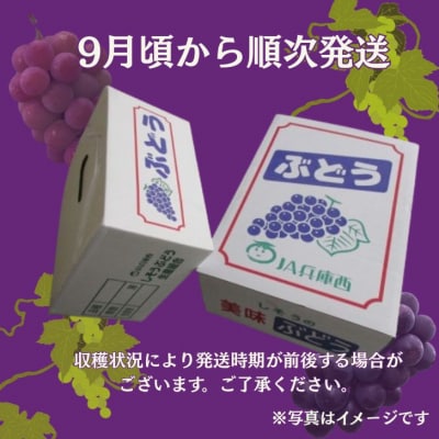 【令和8年産　先行受付】しそうのおいしいぶどう　約2Kg　I7