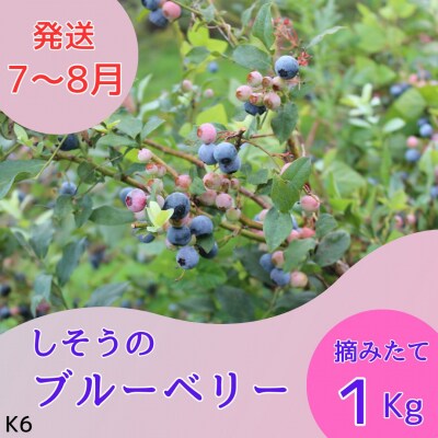 しそうのブルーベリー 1Kg  K6
