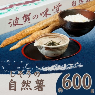 【令和7年産　先行受付】しそうの自然薯　K7