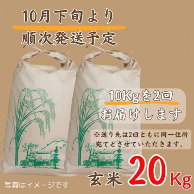 【 令和7年産 新米 受付開始 】しそうのおいしい お米 コシヒカリ 玄米 20kg　X1