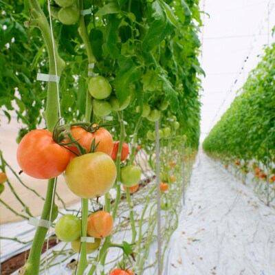 田中農園自慢のトマト1kgと缶詰とピューレーセット AP5