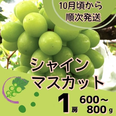 シャインマスカット1房(600~800g)　数量限定　Y6