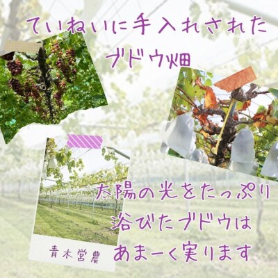 ピオーネ1房 (800~950g)　数量限定　Y7