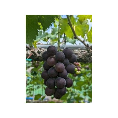 ピオーネ1房 (800~950g)　数量限定　Y7