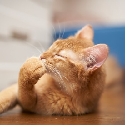 宍粟鹿肉100%　犬・猫の無添加おやつ　柔らかい(ソフトタイプ)3種類計11袋 O19