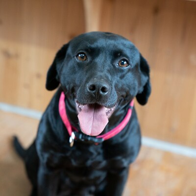 宍粟鹿肉100%　中～大型犬向け犬の無添加おやつ　噛ませたい(ハードタイプ) O20