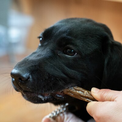 宍粟鹿肉100%　中～大型犬向け犬の無添加おやつ　噛ませたい(ハードタイプ) O20