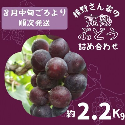 横野さん家の「完熟ぶどう」の詰合せ 約2.2Kg　BV2
