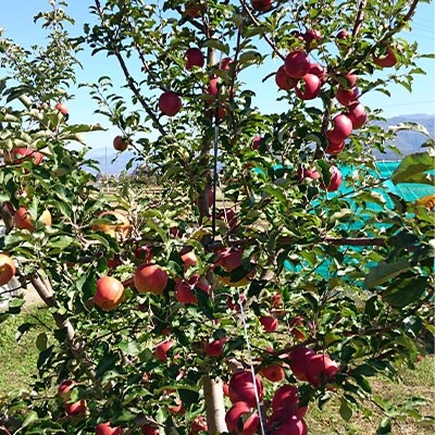 長野県須坂市産 りんご「シナノスイート」約5kg