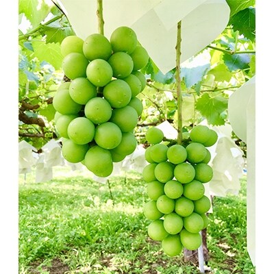 21年発送 長野県 須坂産 信州ぶどう 朝穫れ シャインマスカット 約2 2kg お礼品詳細 ふるさと納税なら さとふる