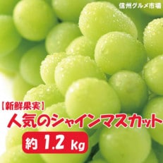 【2022年発送】【信州須坂】　人気のシャインマスカット 約1.2kg【信州グルメ市場】