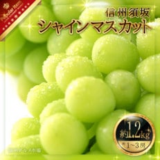 【2024年発送】【信州須坂】　人気のシャインマスカット 約1.2kg　信州グルメ市場厳選 | ふるさと納税のお礼品