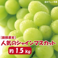 【2023年発送】【信州須坂】　人気のシャインマスカット 約1.5kg　信州グルメ市場厳選 | ふるさと納税のお礼品