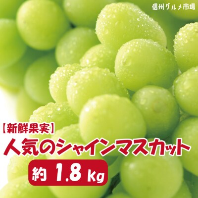 【2022年発送】【信州須坂】 人気のシャインマスカット 約1.8kg【信州グルメ市場】