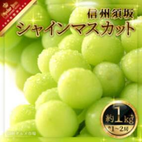 【2023年発送】【信州須坂】 人気のシャインマスカット 約1kg 信州グルメ市場厳選