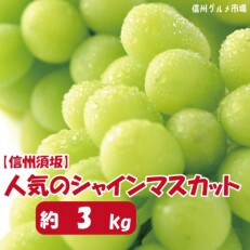 【2023年発送】【信州須坂】　人気のシャインマスカット 約3kg　信州グルメ市場厳選 | ふるさと納税のお礼品