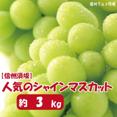 【2022年発送】【信州須坂】 人気のシャインマスカット 約3kg【信州グルメ市場】