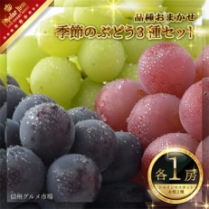 【2025年発送】季節のぶどう3種セット(各1房) (シャインマスカット1房入り)　信州グルメ市場