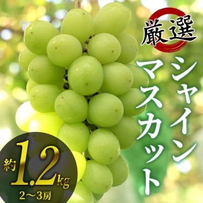 厳選シャインマスカット約1.2kg(2~3房)【長野県須坂市産】