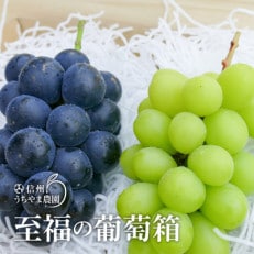 【秋に届く】至福の葡萄箱 1kg以上!(シャインマスカット1房&ナガノパープル1房) | ふるさと納税のお礼品