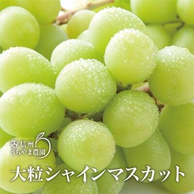 先行受付】大粒シャインマスカット 2.5kg以上(1房500g以上が5房入り 
