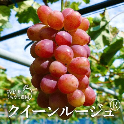 クイーンルージュ(R)1kg以上(約2～3房)《信州うちやま農園》□2025年