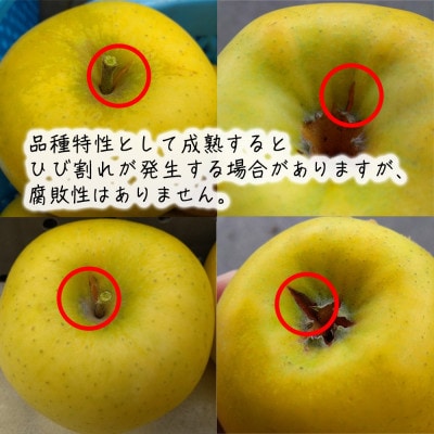 長野県産 シナノゴールド【訳あり品】 約3kg(7~12個入り) 個数おまかせ