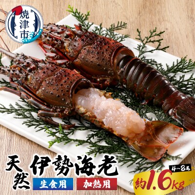 伊勢海老 三昧セットB 刺身用+焼物用(a80-031)