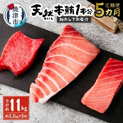 【定期便5回】天然本鮪 一本分を加工してお届け(b500-011)