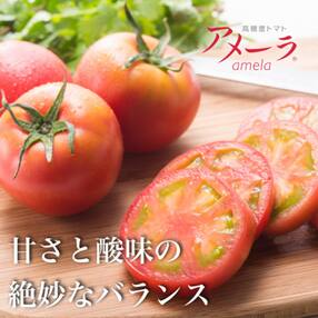 その他トマト 人気お礼品ランキング 週間 ふるさと納税サイト さとふる