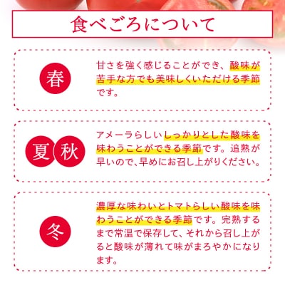 2026年1月より順次発送 アメーラ トマト 高糖度 トマト 産地 直送 化粧箱入(a10-371)