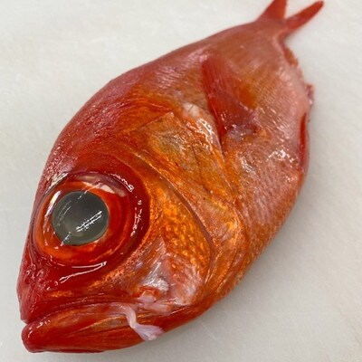 鯛 1kg 魚の人気商品 通販 価格比較 価格 Com 鯛 1kg 魚の人気商品 通販 価格比較 価格 Com