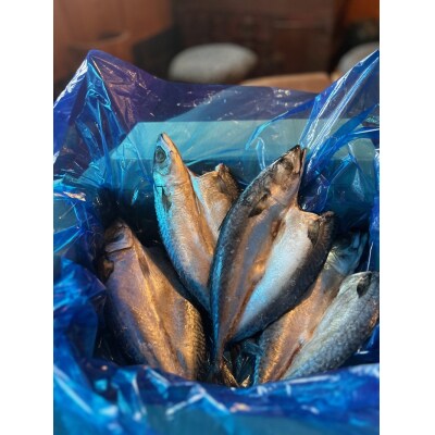 「国産塩鯖 」1kg以上1キロ以上鯖 塩鯖 塩さば 塩サバ冷凍グルメ 添加物不使用(a10-588)