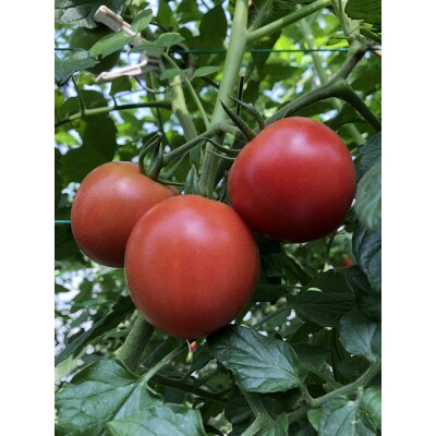 トマト 詰合せ 約2.7kg 農園 直送 新鮮 農家(a11-120)