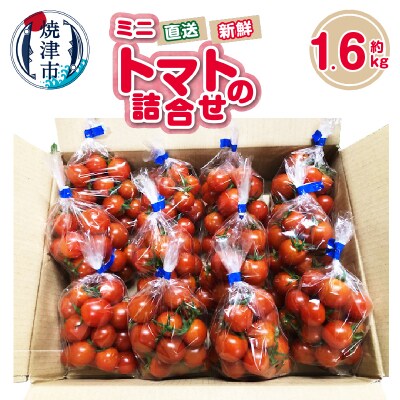 ミニトマト　詰合せ　約1.6kg　農園　直送　新鮮　農家(a11-122)