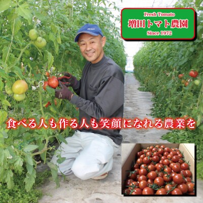 ミニトマト　詰合せ　約1.6kg　農園　直送　新鮮　農家(a11-122)