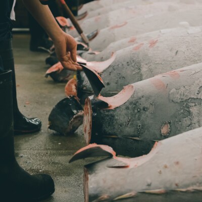 マグロ 厳選 南 まぐろ 大トロ 中トロ 食比べ セット (a30-223)