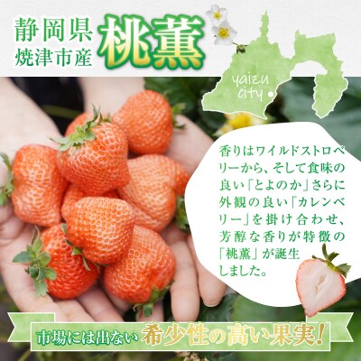 いちご希少品種「桃薫」～桃の香り&食感8パック～(a20-319)