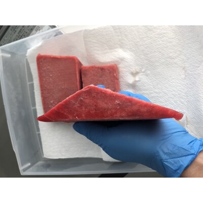 マグロ 赤身 訳あり 刺身 ホンマグロ 天身 約500g(a10-1077)