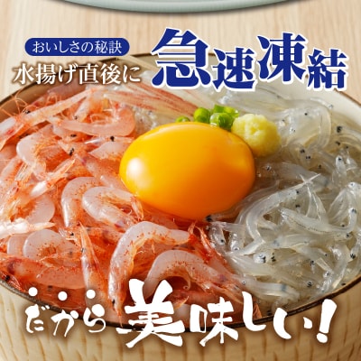 お刺身・生桜えび、生しらす・各3(a14-038)