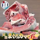 大きな 天然 まぐろ カマ 業務用 約6kg BBQにも(a10-907)